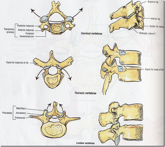 Des deux Zygènes, des Zygites et des zygapophyses, ou Comment faire